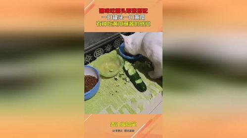 吃瓜的罐头君,揭秘娱乐圈那些事儿