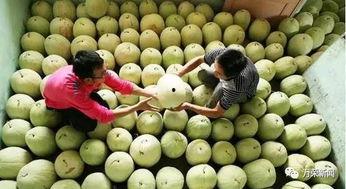 三白瓜热吃么,热食体验新篇章
