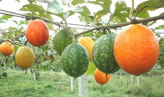 猴子吃吊瓜,森林中的美味奇遇