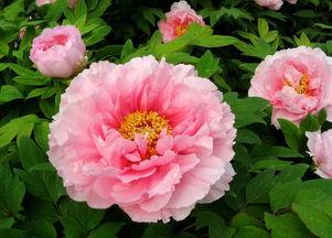 吃瓜牡丹花簪,吃瓜群众的时尚新宠