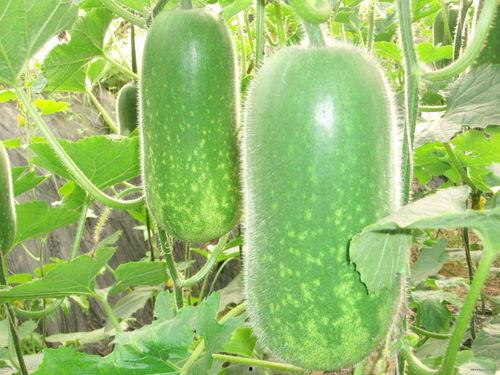 吃货吃瓜标题大全,揭秘美食背后的趣味故事