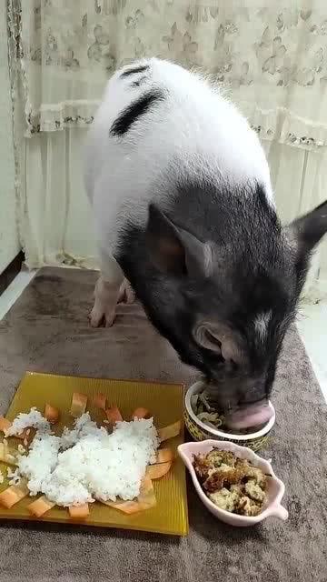 小猪直播倒水吃瓜,趣味横生瞬间走红网络