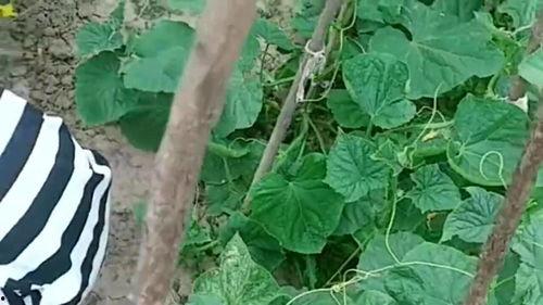 地里吃瓜图片大全,地里吃瓜图片大全集锦