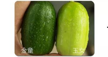 吃瓜群众眉山,吃瓜群众眼中的美食天堂