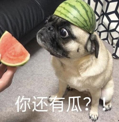 吃瓜吃了个大瓜表情包,揭秘“吃瓜吃了个大瓜”表情包背后的爆笑故事