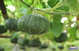 广州吃瓜影咖,吃瓜影咖，解锁影迷专属味蕾盛宴