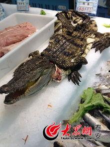 吃瓜鳄鱼,揭秘神秘生物的饮食习惯与生存智慧